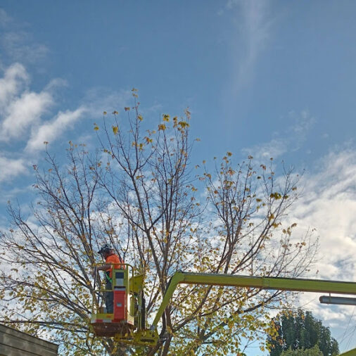 A team for tree removal Albury Wodonga North East Victoria