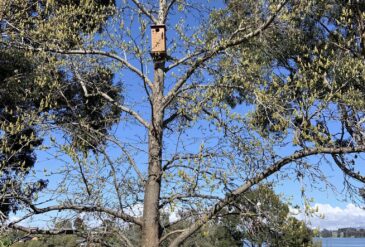 Tree removals and something special